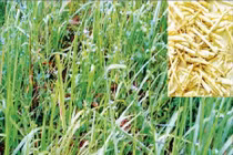 Rễ cỏ tranh - Vị thuốc thanh nhiệt, lợi tiểu