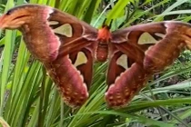 Đặc điểm nổi bật của bướm khế