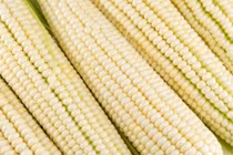 Cây trồng biến đổi gene giúp đẩy mạnh an ninh lương thực ở châu Phi