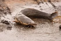 Cá có thể hô hấp dưới bùn