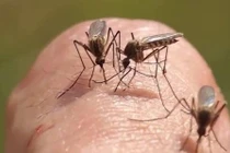 Nguy cơ gia tăng các bệnh do muỗi truyền khi Trái Đất ấm lên