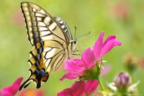 Nghệ thuật ngụy trang của bướm