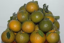 Cam tươi lâu hơn nhờ dung dịch chitosan/PVA