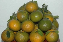 Cam tươi lâu hơn nhờ dung dịch chitosan/PVA