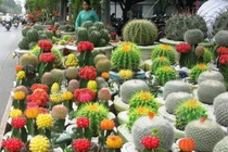 Xương rồng chữa mụn nhọt