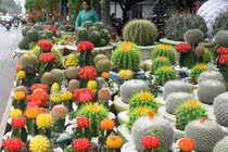 Xương rồng chữa mụn nhọt