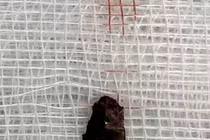 Dị vật văng vào tim