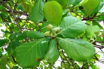 Cây bàng chữa bệnh