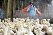 Việt Nam xuất hiện 10 ổ dịch cúm A/H5N6, tiêu hủy hơn 4 vạn gia cầm