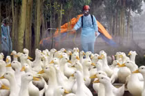 Việt Nam xuất hiện 10 ổ dịch cúm A/H5N6, tiêu hủy hơn 4 vạn gia cầm