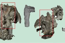 Phát hiện dấu vết chim cánh cụt to bằng người