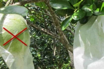 Quả dễ hỏng khi bao bằng túi nilon