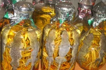 Rượu tắc kè bổ thận tráng dương