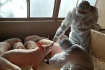 Trung Quốc lập 'khách sạn lợn' để bảo vệ nguồn cung