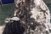 Hãi hùng cảnh phòng trọ sau 6 tháng nghỉ dịch, không khác phim kinh dị