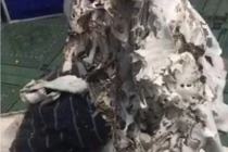 Hãi hùng cảnh phòng trọ sau 6 tháng nghỉ dịch, không khác phim kinh dị