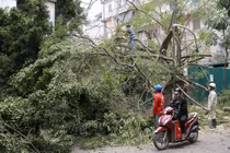 Cây cổ thụ đổ đè ôtô trên phố