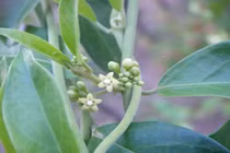 Nano dây thìa canh và lá sen trị tiểu đường