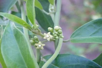 Nano dây thìa canh và lá sen trị tiểu đường