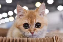 Nhiều thú cưng đã bị tiêu hủy tại Trung Quốc để ngăn virus lây lan