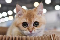 Nhiều thú cưng đã bị tiêu hủy tại Trung Quốc để ngăn virus lây lan