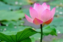 Hoa sen chống lão hóa, đẹp da, mượt tóc