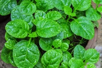 Mồng tơi tốt cho mắt 