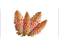 Nhục thung dung tăng cường sức mạnh cho quý ông