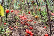 Cà chua rụng đỏ gốc, bắp cải nở bung, cho không ai lấy