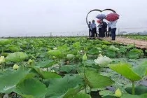 Có bao nhiêu giống sen?