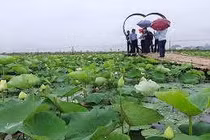 Có bao nhiêu giống sen?