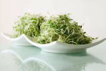 Mang thai có nên ăn rau mầm?