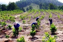 Phát thải CO2 phải mua chỉ số môi trường rừng