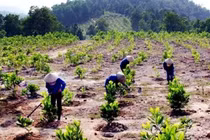 Phát thải CO2 phải mua chỉ số môi trường rừng