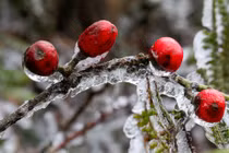 Khoảnh khắc băng giá đọng trên cây ngày rét 0 độ C