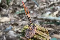 Thực hư về loài đông trùng hạ thảo bọ xít ở Sa Pa