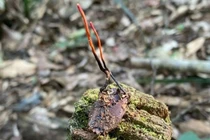 Thực hư về loài đông trùng hạ thảo bọ xít ở Sa Pa