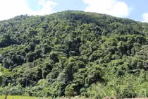 Chuyển mục đích sử dụng 360ha đất rừng làm Khu công nghiệp đa ngành Triệu Phú