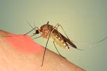  Nhiệt độ lý tưởng để muỗi sinh sản