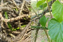 Dây cóc (dây ký ninh) có tiềm năng trong việc giảm đường huyết, nhưng chưa ứng dụng chữa bệnh đái tháo đường bởi tính an toàn của chúng khi sử dụng vẫn chưa được làm rõ. Ảnh minh họa