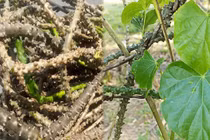 Dây cóc (dây ký ninh) có tiềm năng trong việc giảm đường huyết, nhưng chưa ứng dụng chữa bệnh đái tháo đường bởi tính an toàn của chúng khi sử dụng vẫn chưa được làm rõ. Ảnh minh họa