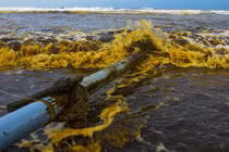 Xác định thủ phạm khiến nước biển đổi màu cà phê ở Quảng Ngãi