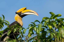 Khám phá loài chim cổ, giống trên mặt trống đồng có ở Việt Nam