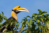 Khám phá loài chim cổ, giống trên mặt trống đồng có ở Việt Nam