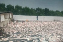 Xe tải chở cá bất ngờ lật ngang trên cao tốc, hơn hai tấn cá phủ trắng đường