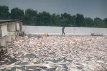 Xe tải chở cá bất ngờ lật ngang trên cao tốc, hơn hai tấn cá phủ trắng đường