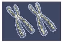 Bất thường nhiễm sắc thể giới tính