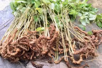 Trồng sâm Ngọc Linh bằng khí canh