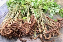 Trồng sâm Ngọc Linh bằng khí canh