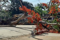 Thêm cây phượng bật gốc trong sân trường